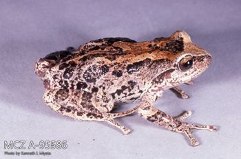 Media type: image;   Herpetology A-95586 Description: Photo of animal in life, taken in the field by Dr. Kenneth Ichiro Miyata. A slide of the photo was scanned in 2012 by Melissa Wooley.;  Aspect: lateral